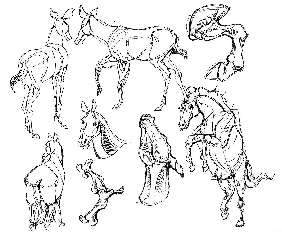 Animal Study